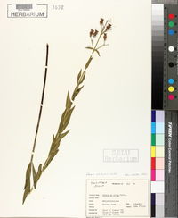 Rhexia alifanus image