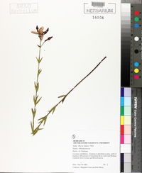 Rhexia alifanus image
