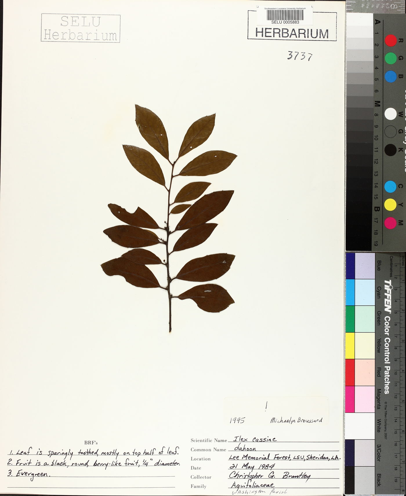 Ilex cassine image