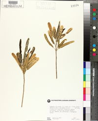Codiaeum variegatum var. pictum image