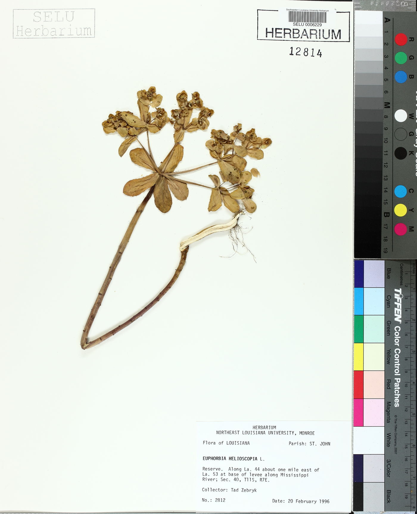 Euphorbia helioscopia image