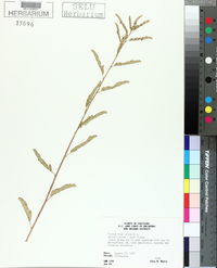Emblica urinaria image