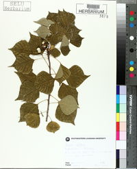 Sapium sebiferum image