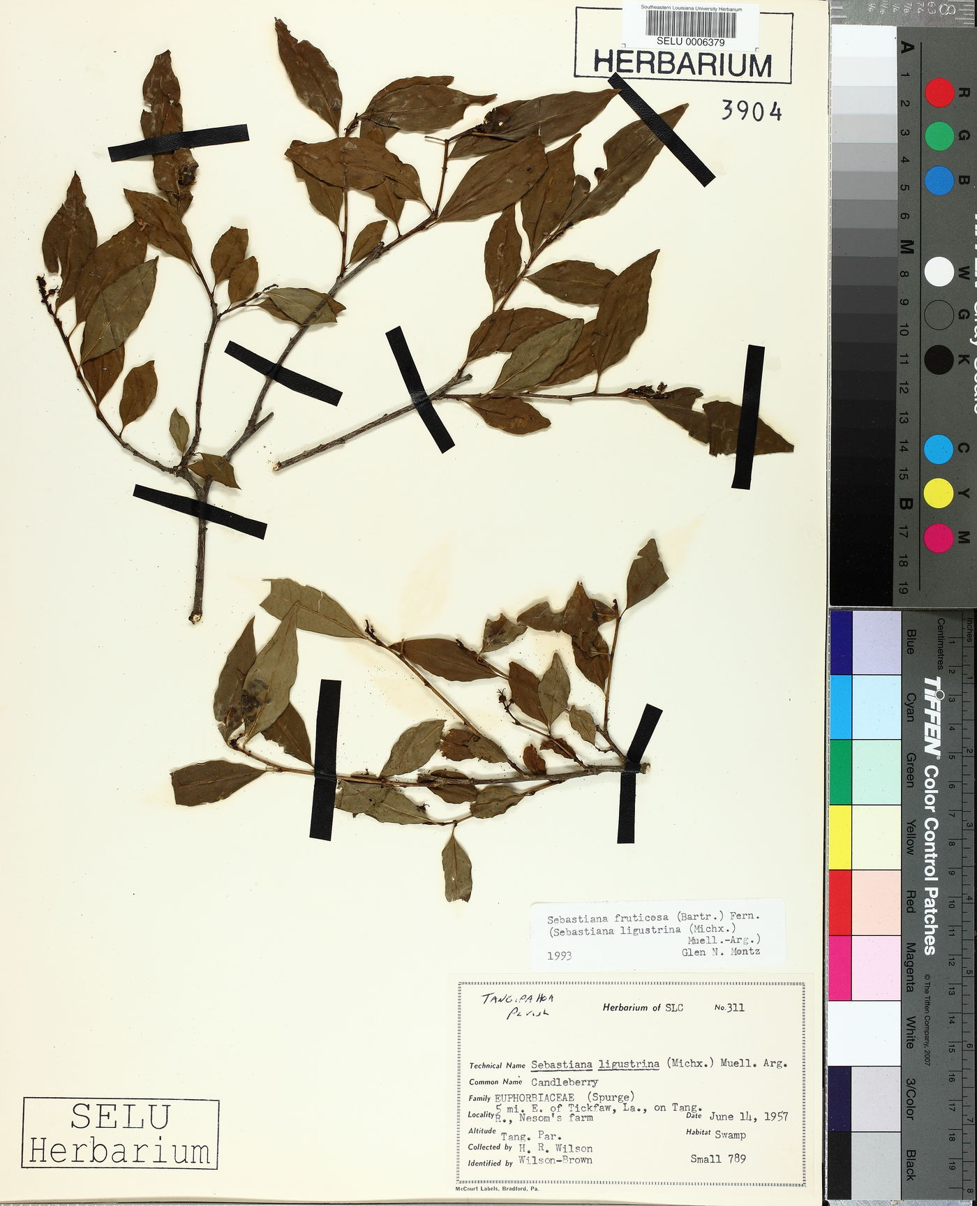 Ditrysinia fruticosa image