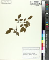 Berchemia scandens image