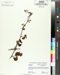 Vitis cinerea image