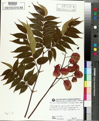 Koelreuteria paniculata image