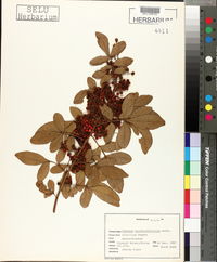 Schinus terebinthifolius image