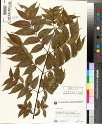 Ailanthus altissima image