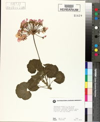 Pelargonium zonale image