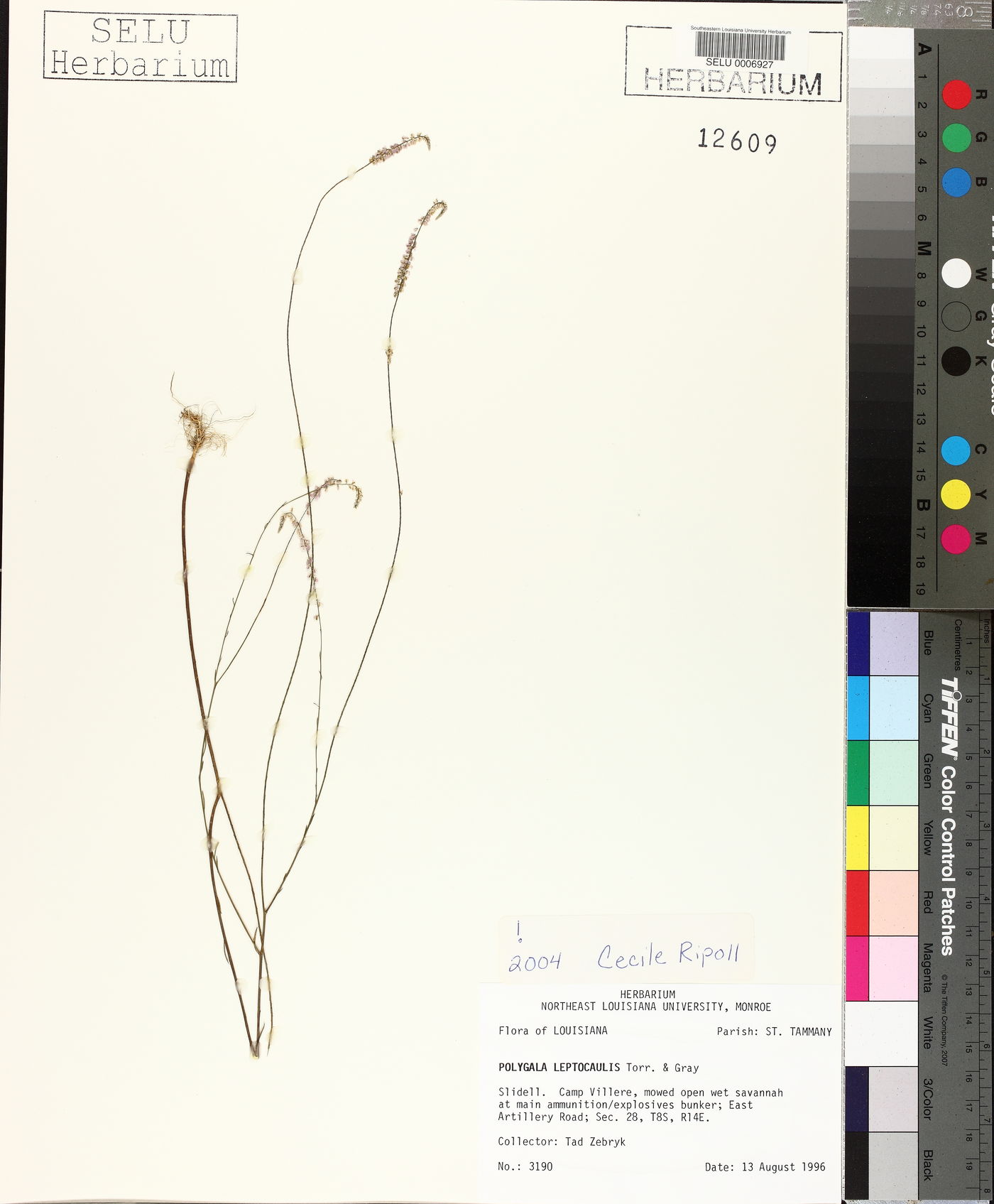 Polygala leptocaulis image