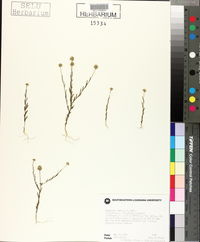 Polygala mariana image