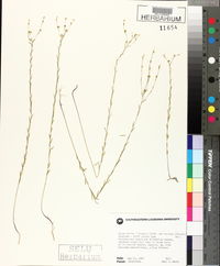 Linum medium image