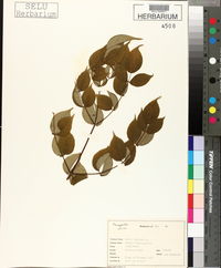 Aralia spinosa image