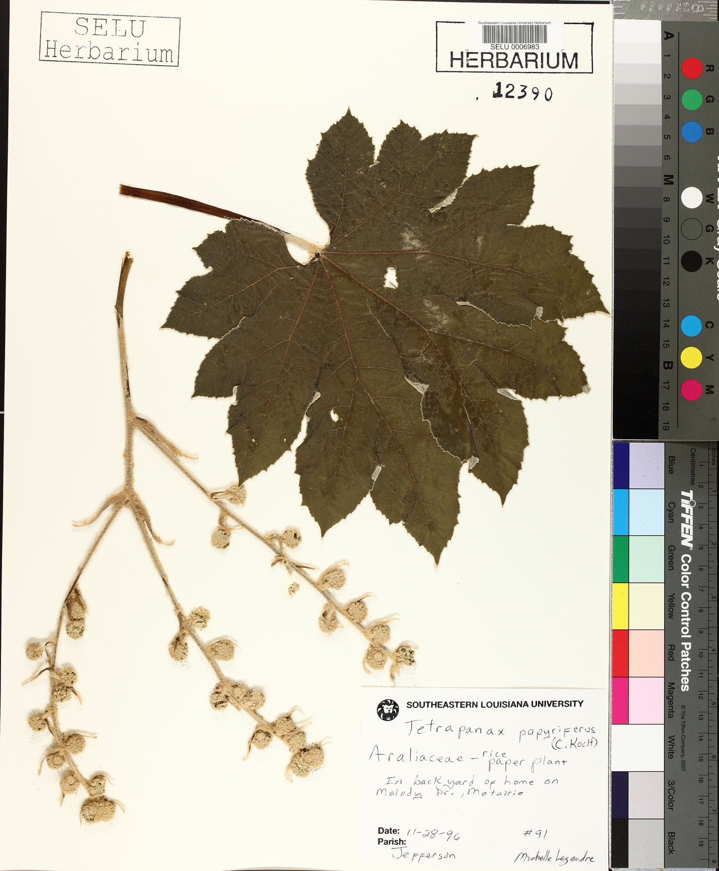 Tetrapanax papyriferus image