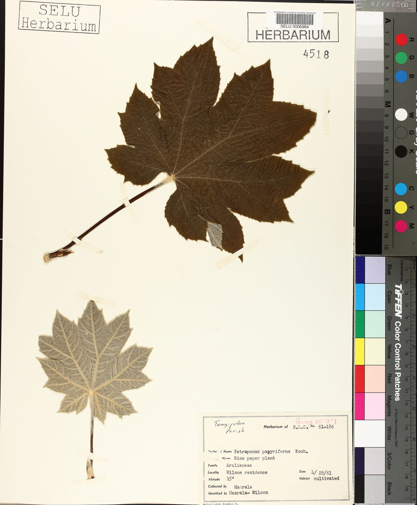 Tetrapanax papyriferus image