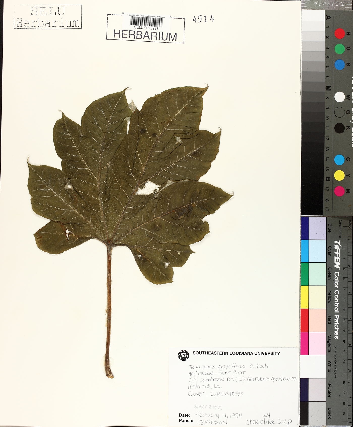 Tetrapanax papyriferus image