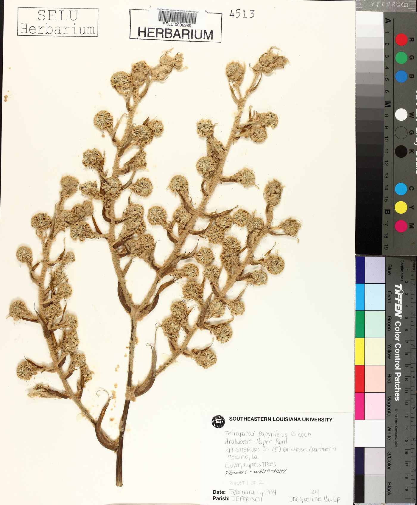 Tetrapanax papyriferus image