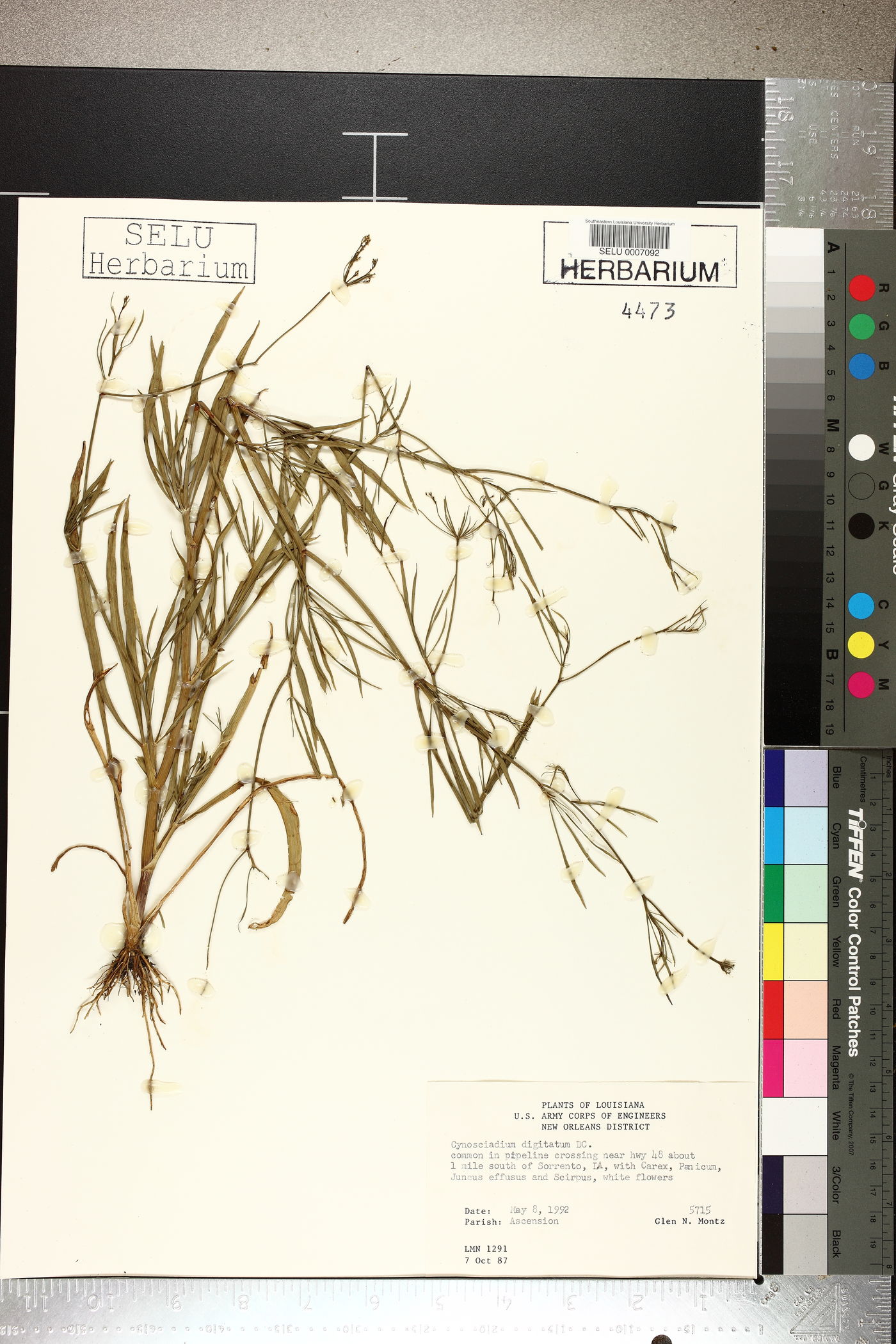 Cynosciadium digitatum image