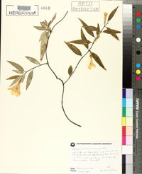 Gelsemium sempervirens image