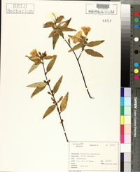 Gelsemium sempervirens image
