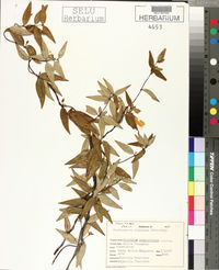 Gelsemium sempervirens image