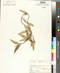 Gelsemium sempervirens image