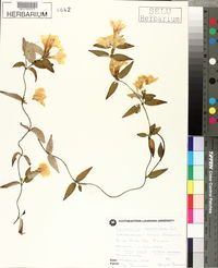 Gelsemium sempervirens image