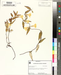 Gelsemium sempervirens image