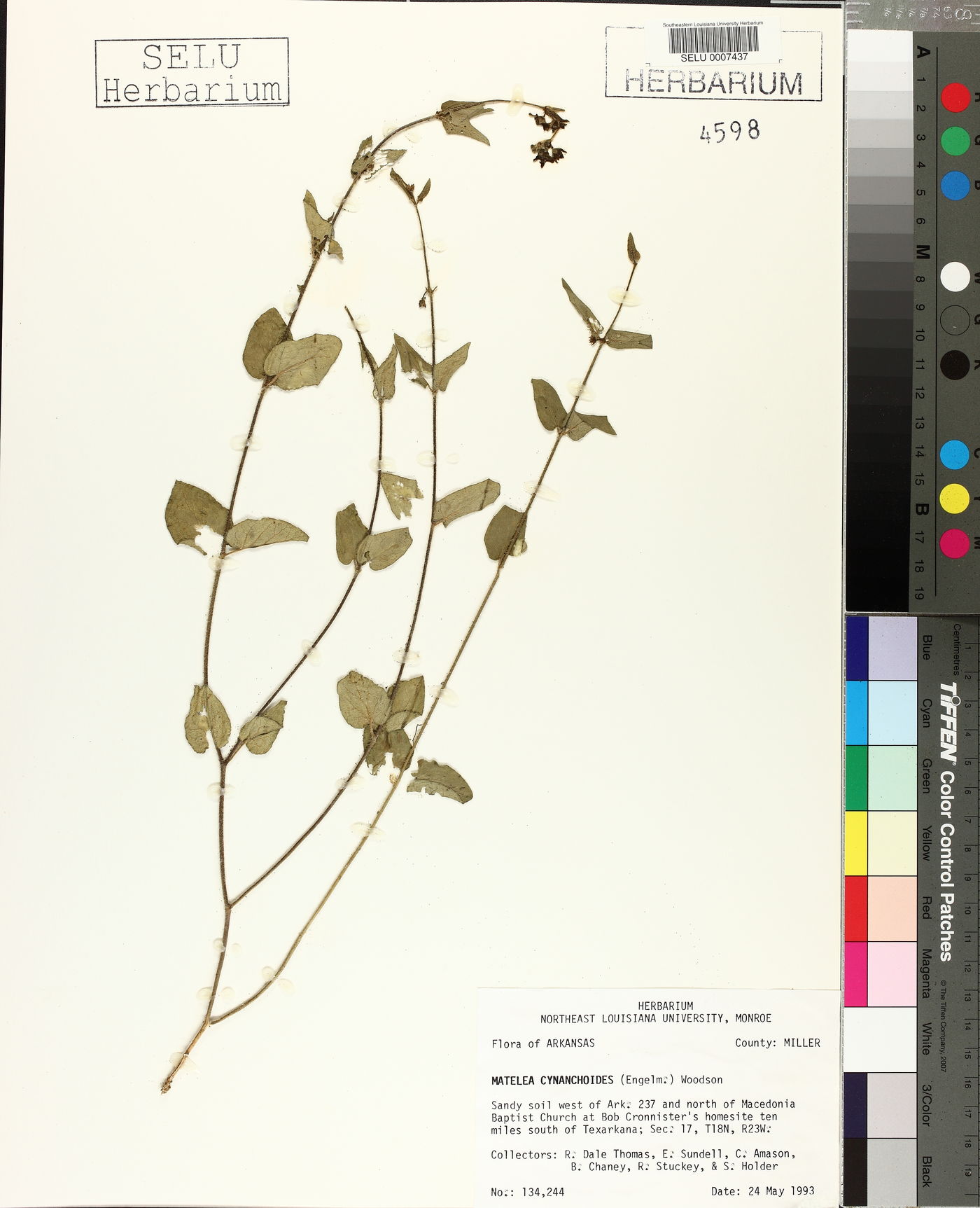 Matelea cynanchoides image
