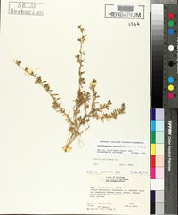 Calibrachoa parviflora image