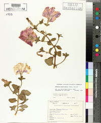 Petunia axillaris image