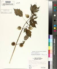 Physalis angulata image