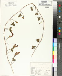 Ipomoea trichocarpa image