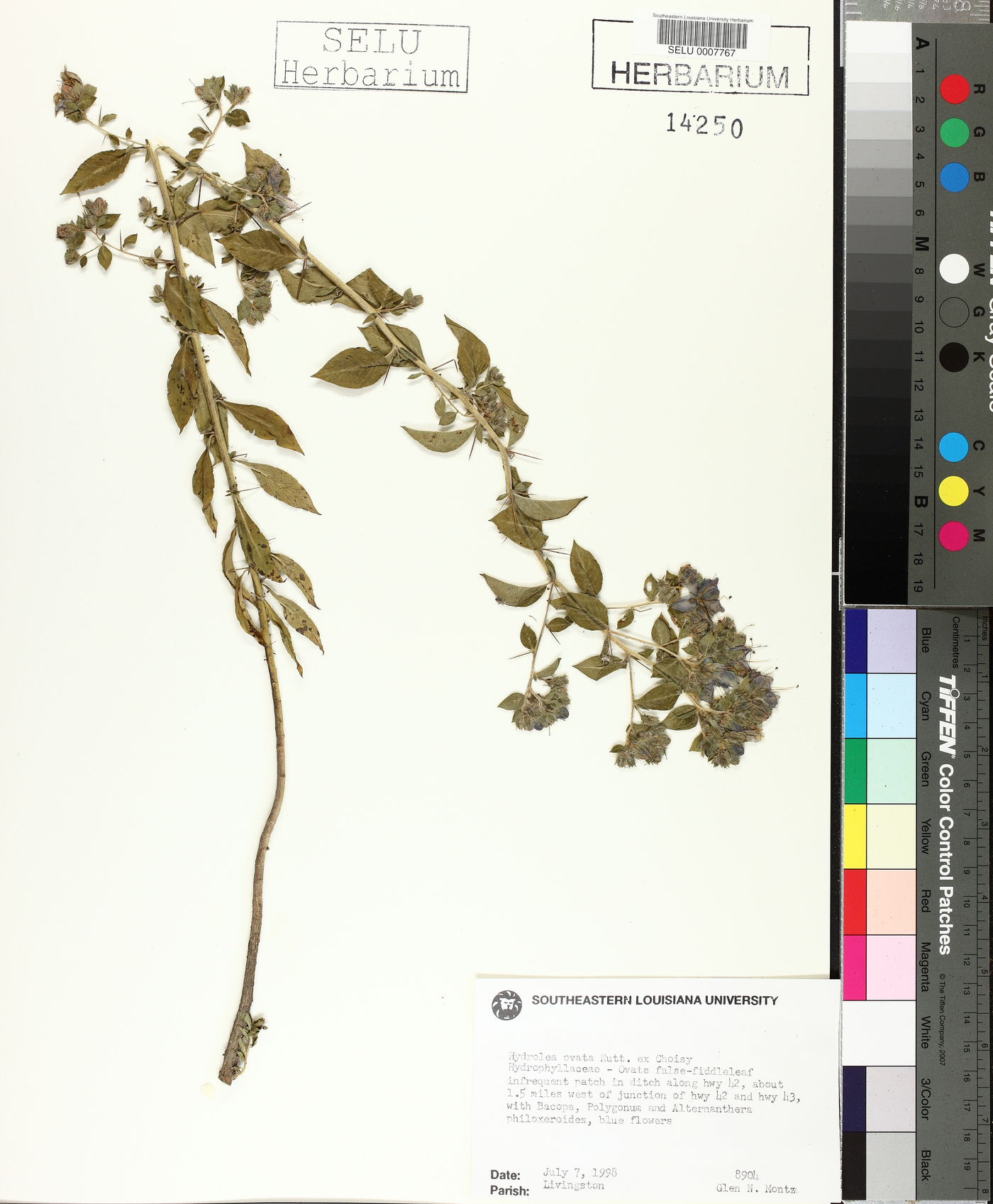 Hydrolea ovata image