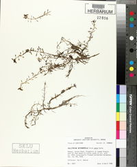 Callitriche heterophylla image