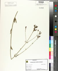 Verbena brasiliensis image
