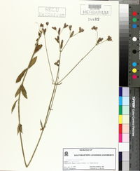Verbena brasiliensis image