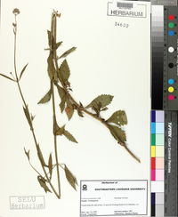 Verbena brasiliensis image