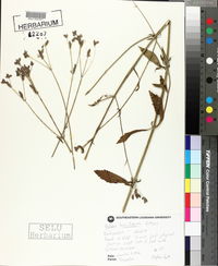 Verbena brasiliensis image