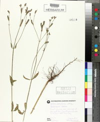 Verbena brasiliensis image