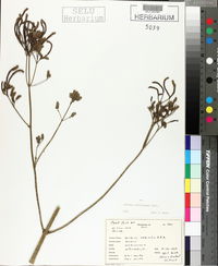 Verbena brasiliensis image
