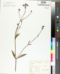 Verbena brasiliensis image