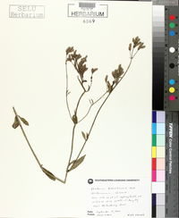 Verbena brasiliensis image