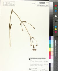 Verbena brasiliensis image