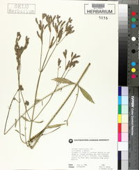 Verbena brasiliensis image