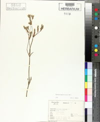 Verbena brasiliensis image