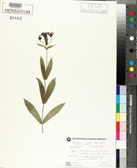 Verbena rigida image