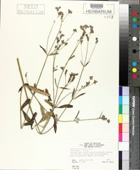 Verbena brasiliensis image
