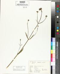 Verbena brasiliensis image